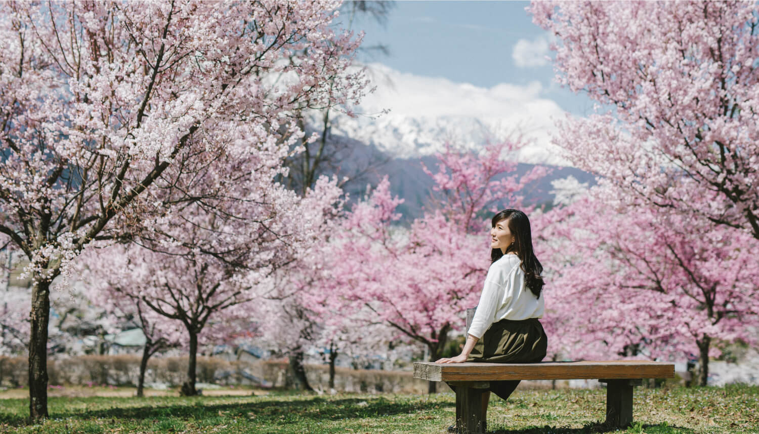 信濃大町 桜