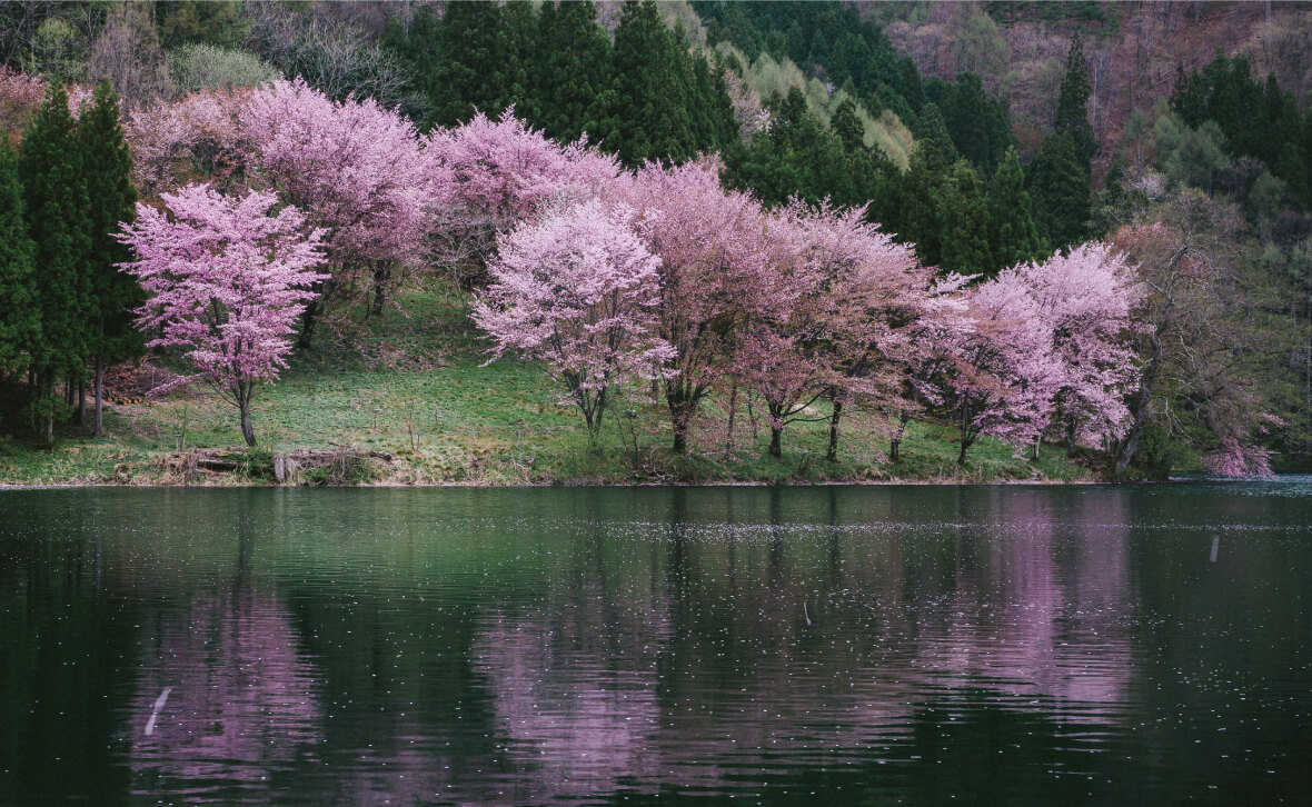 信濃大町 桜 湖