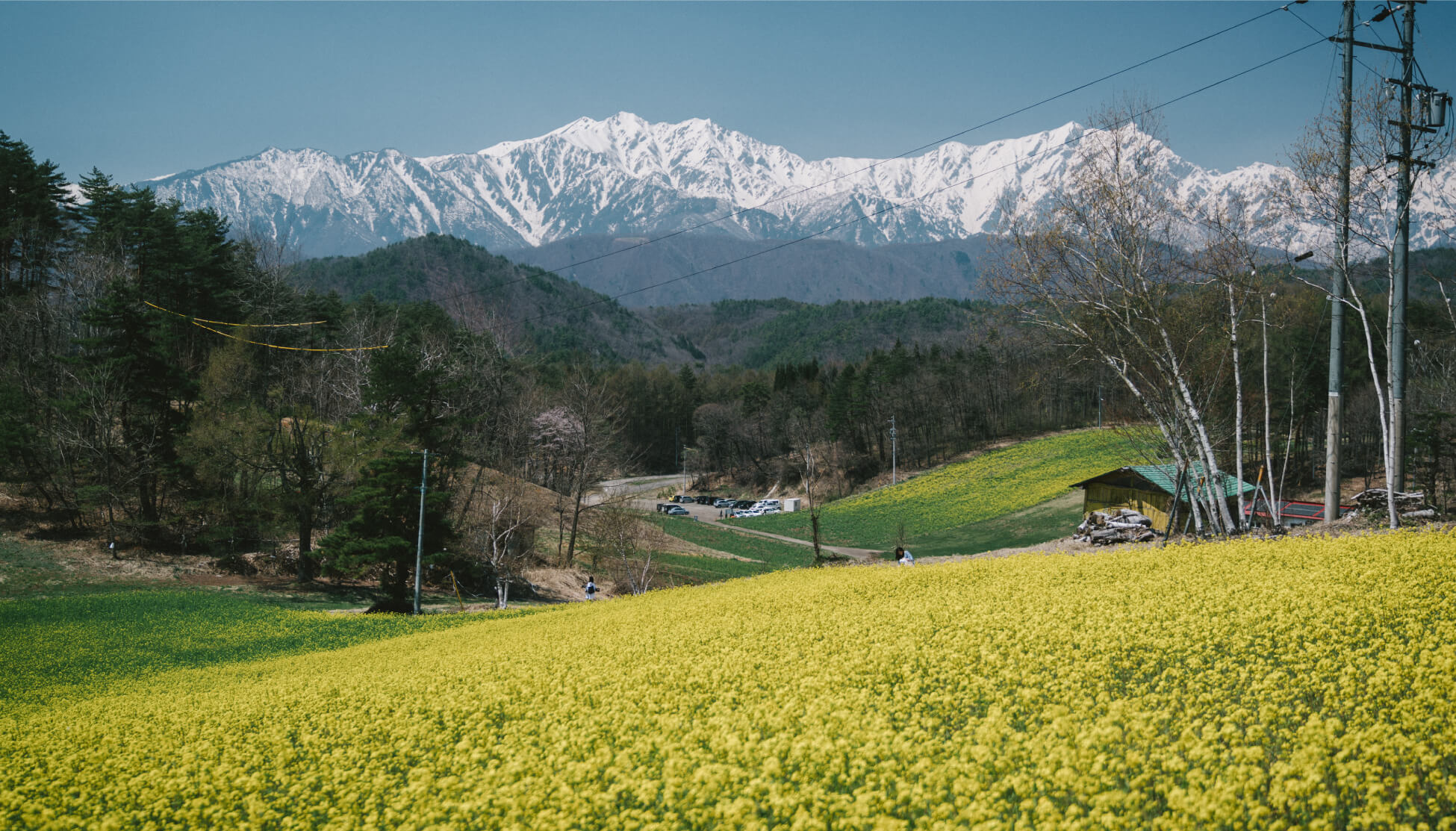 信濃大町 菜の花