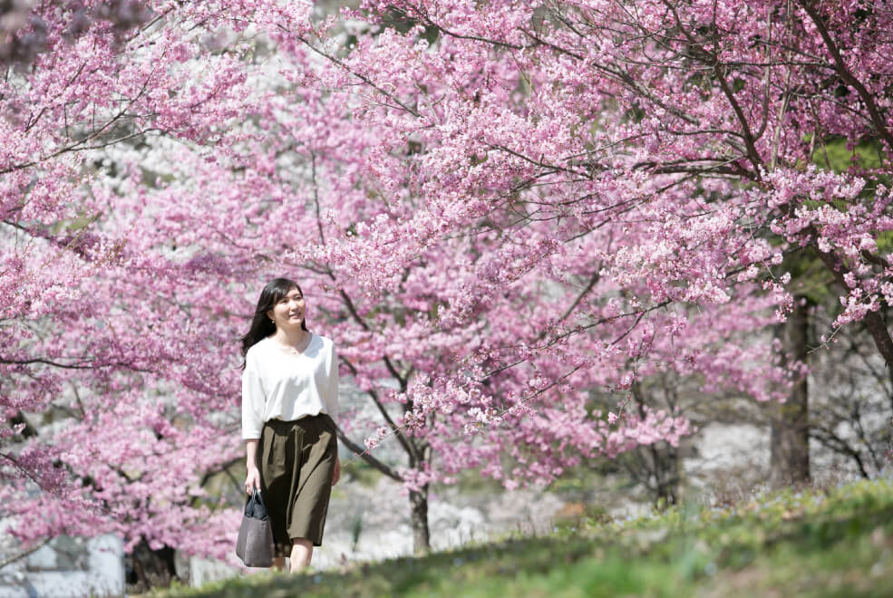 信濃大町桜